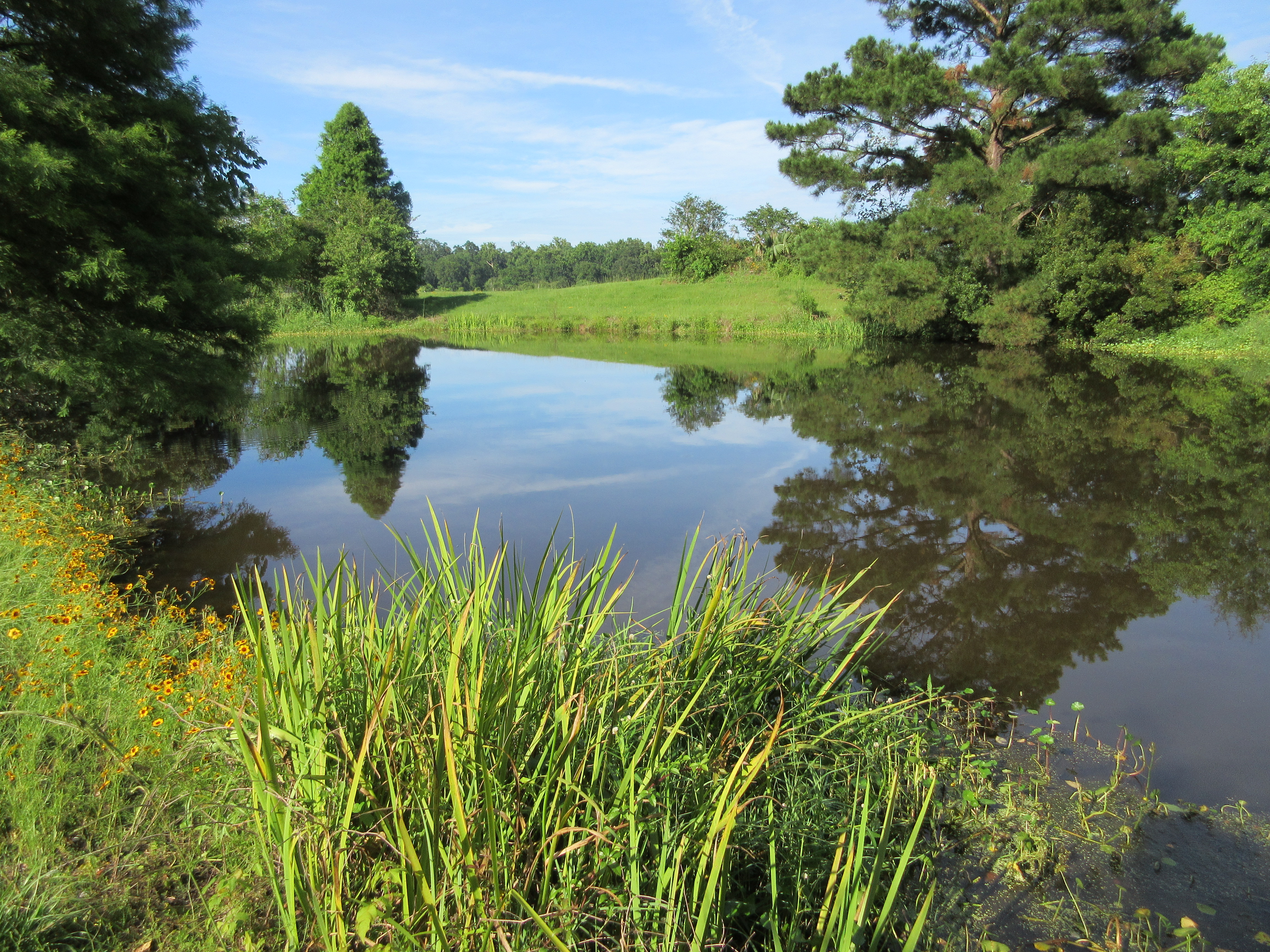 A calm pond surrounded by lush greenery, with tall grasses and yellow wildflowers in the foreground. Trees and a grassy hill are reflected in the still water. The sky is mostly clear with light clouds, suggesting a sunny day. The image captures the tranquility and ecological balance of a natural landscape.